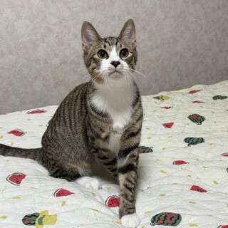 愛らしい兄妹たち・柊佑（しゅうすけ）くん