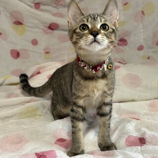 愛らしい女の子・千（せん）ちゃん