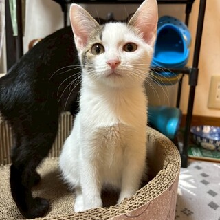寂しがりやさんの甘えん坊♡ライちゃん