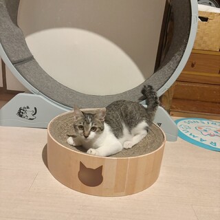 おねむのネム君♡いっぱいあそんでね