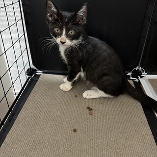 白黒ハチワレ2ヶ月の男の子です