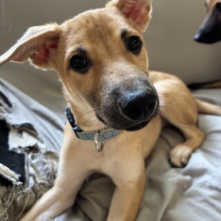 子犬のかんたくん