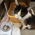 白黒ハチワレお母さんです