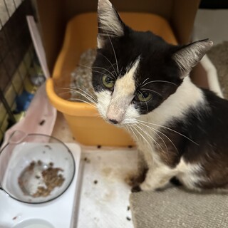 白黒ハチワレお母さんです