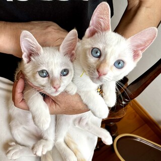 ブルーアイのしろねこ