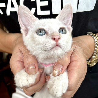 美しいブルーアイ♡真っ白、甘えん坊子猫
