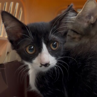 ゴミ屋敷からのレスキュー、幸せになりたい