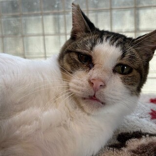 うるうるお目目で待ってるよ！白キジ朔太郎くん