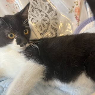 トライアル決定！つぶらな瞳の白黒猫⭐︎クリ君