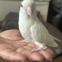 【一時募集停止】白いコザクラインコの女の子