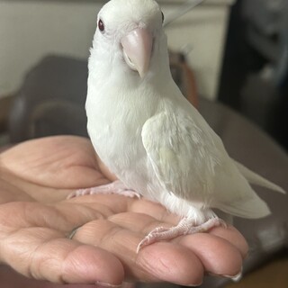 【一時募集停止】白いコザクラインコの女の子