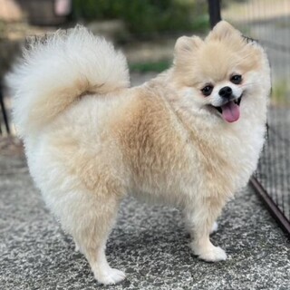 飼い主様飼育放棄のキッシュちゃん