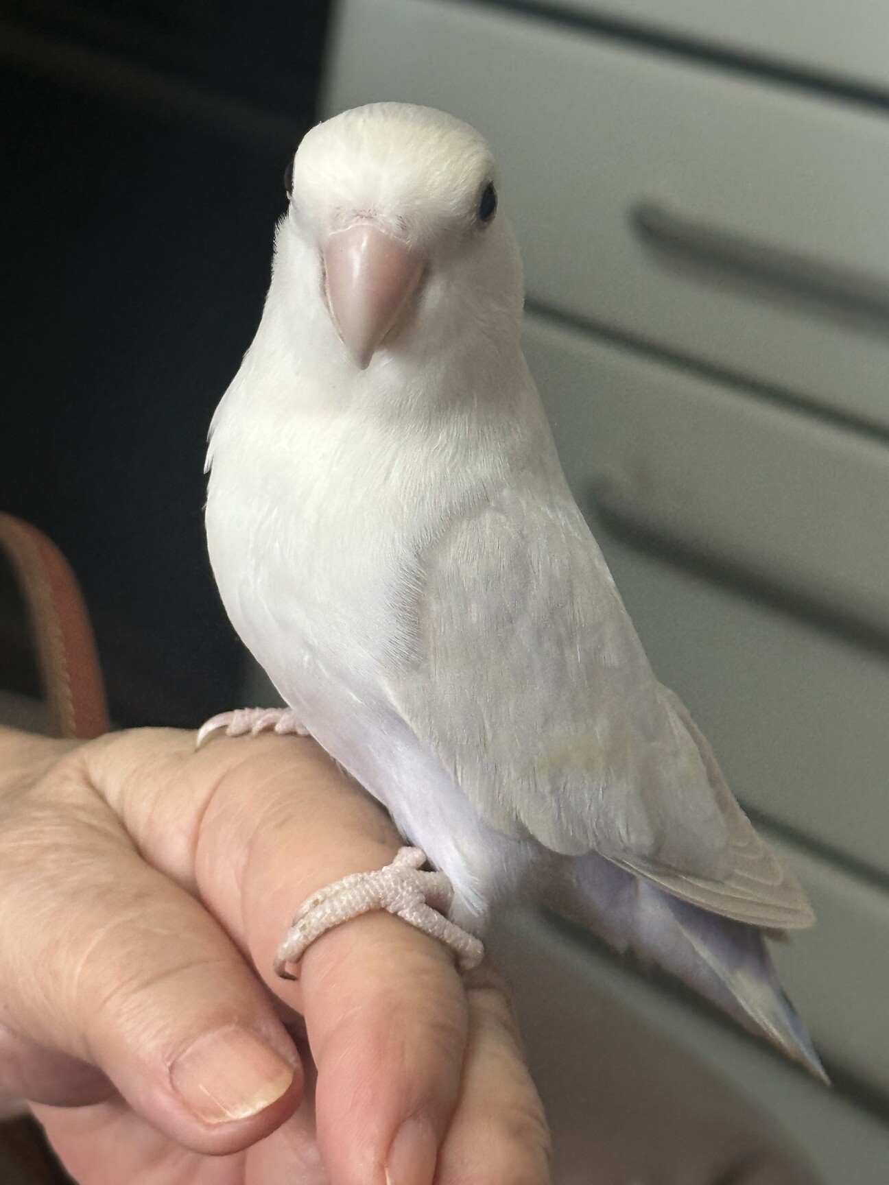 一時募集停止】コザクラ」神奈川県 - 鳥の里親募集(526789