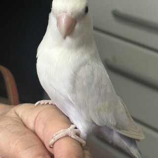 【一時募集停止】コザクラインコの男の子
