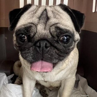 飼い主様飼育放棄のコッペちゃん