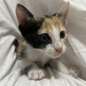9月初め生まれぐらいの子猫です