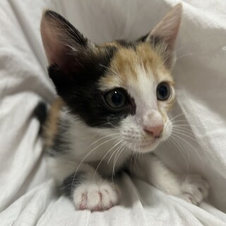 甘えん坊の三毛猫ちゃん♡」東京都 - 猫の里親募集(511892