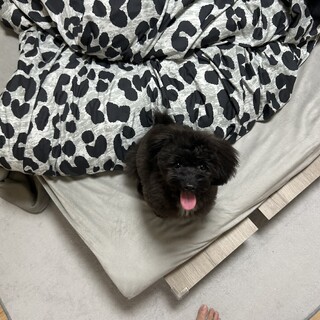 ぽめぷーのクロムくん！人間大好き！