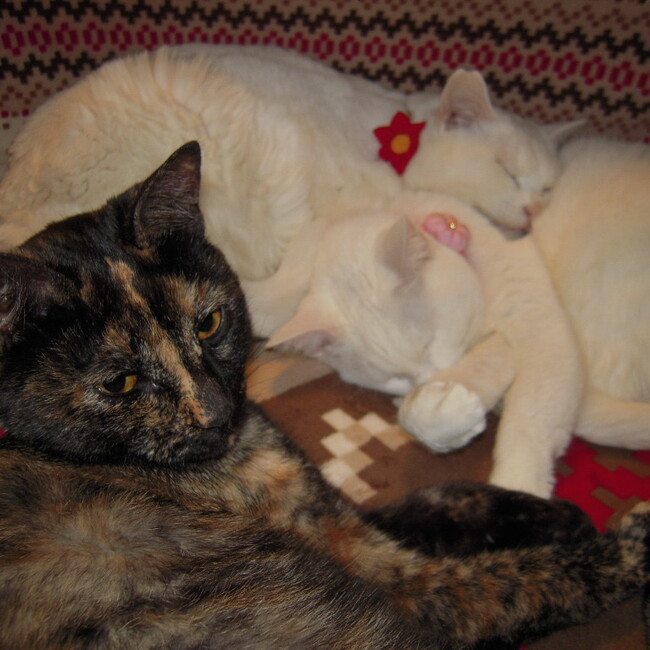 ななここきなこのカバー写真