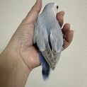 青系のコザクラインコ