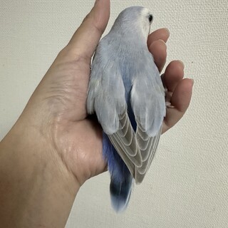 青系のコザクラインコ