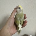 ちょっと変わった色のコザクラインコ