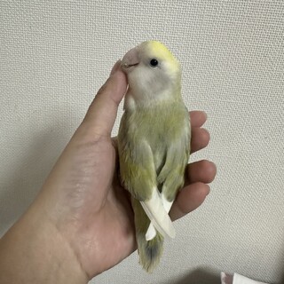 ちょっと変わった色のコザクラインコ