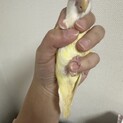 【停止中】とても綺麗なクリーム色のコザクラインコ