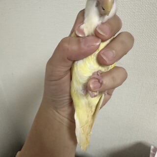 【停止中】とても綺麗なクリーム色のコザクラインコ