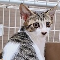 お鼻ハート❤️キジシロ子猫ほおづき