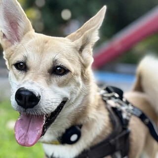 甘えん坊のエンジェル～石垣島からの贈り物