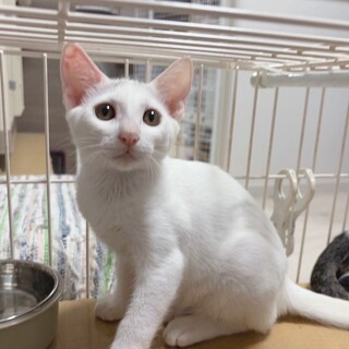 元気な男の子❤️白子猫つきみくん