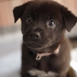 黒っ子兄弟！元気な女の子