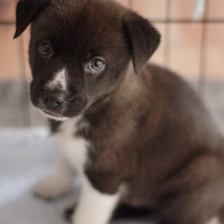 黒っ子兄弟！靴下ボーイ