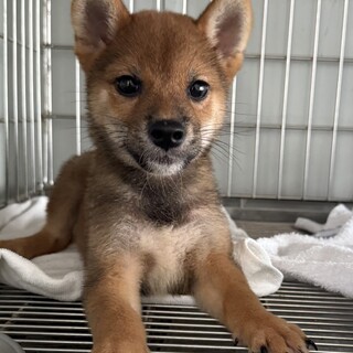 3か月の柴犬♂」愛媛県 - 犬の里親募集(526730) :: ペットのおうち