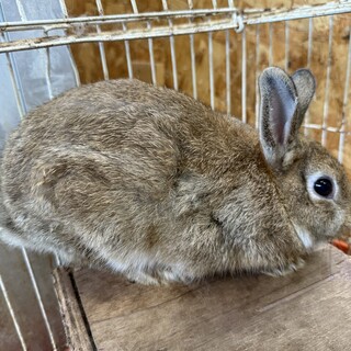 ネザーランドドワーフのウサギ30匹ほどいます！