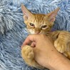 命を繋いだ茶トラの男の子・4ヶ月【トライアル中】 サムネイル7