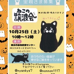 保護ねこ譲渡会in横浜市動物愛護センター