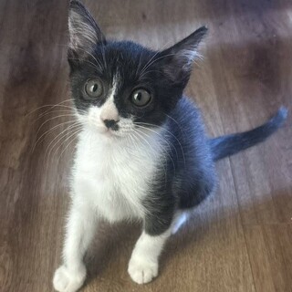 2ヶ月のちびっこちゃん