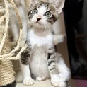 人も猫も大好き！元気いっぱい次元くん