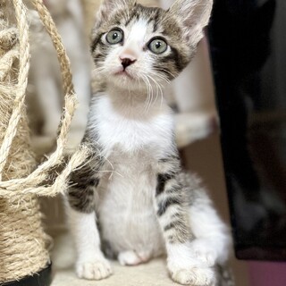 人も猫も大好き！元気いっぱい次元くん