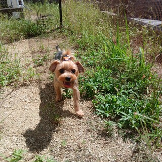 可愛いヨークシャテリア