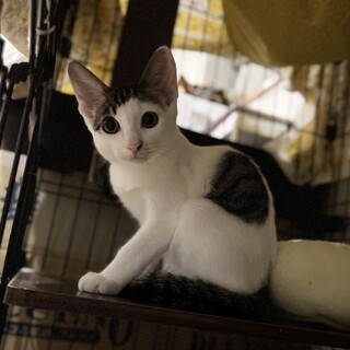 キジ白3兄妹　ルイくん