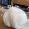 里親募集！烏骨鶏メス1匹 サムネイル2