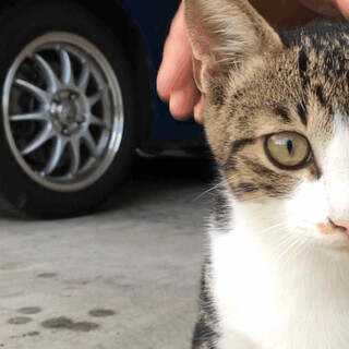 生後約７ヶ月 アメショちゃん（オス）