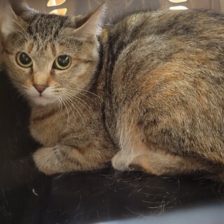 飼主死亡でセンター収容され命の期限迫る