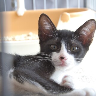 ちょっと小柄な白黒はちわれの女の子　ばたこちゃん