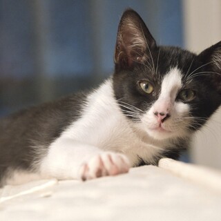 おっとり優しい男の子　白黒はちわれのおやき君