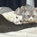 マンチカンのメス5歳とミヌエット子猫オス4ヶ月