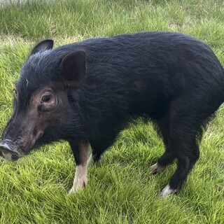 マイクロブタ 2024年12月生まれ 1才の男の子